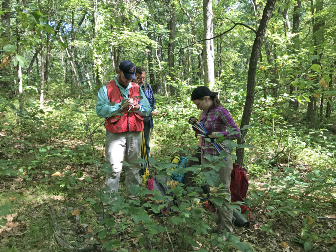 Staff preparing to core a tree