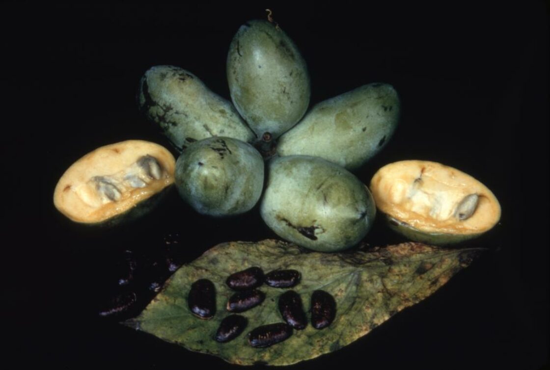 Closeup of Reynolds Asimina triloba (pawpaw) fruit seeds and leaves