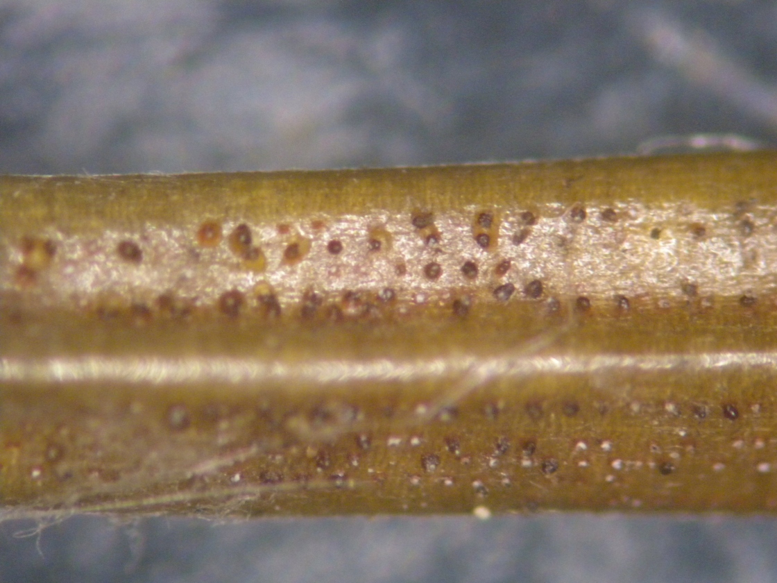 Rhizospaera spores erupting on a needle