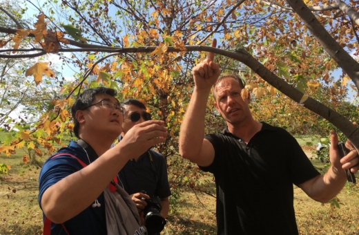 Researchers looking at how a tree was pruned