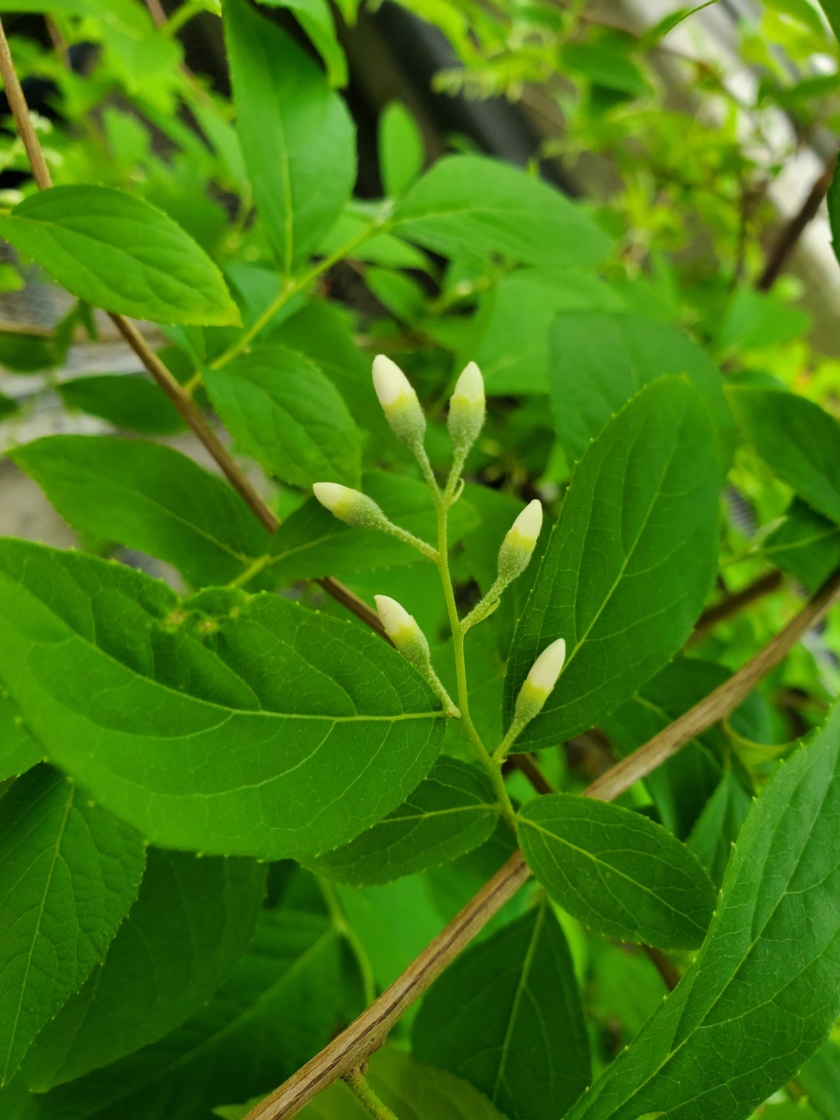 Styrax faberi flower buds developing in the greenhouse