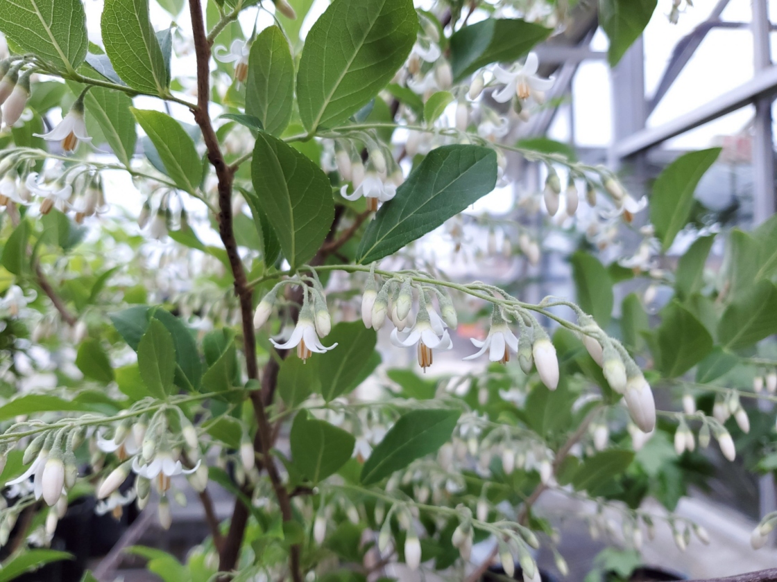 Styrax faberi blooming in the greenhouse