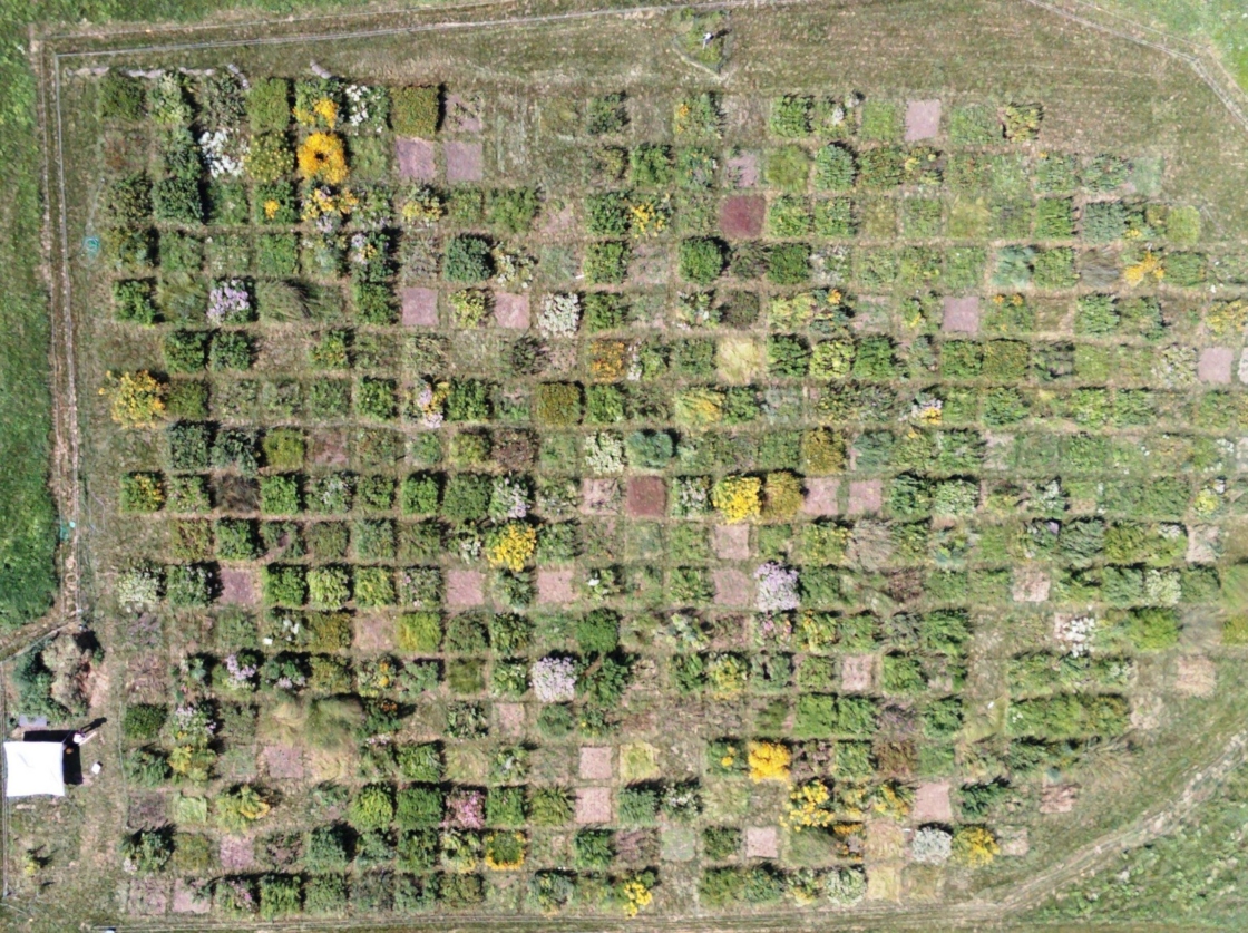 Aerial overhead image of the tallgrass prairie planting squares