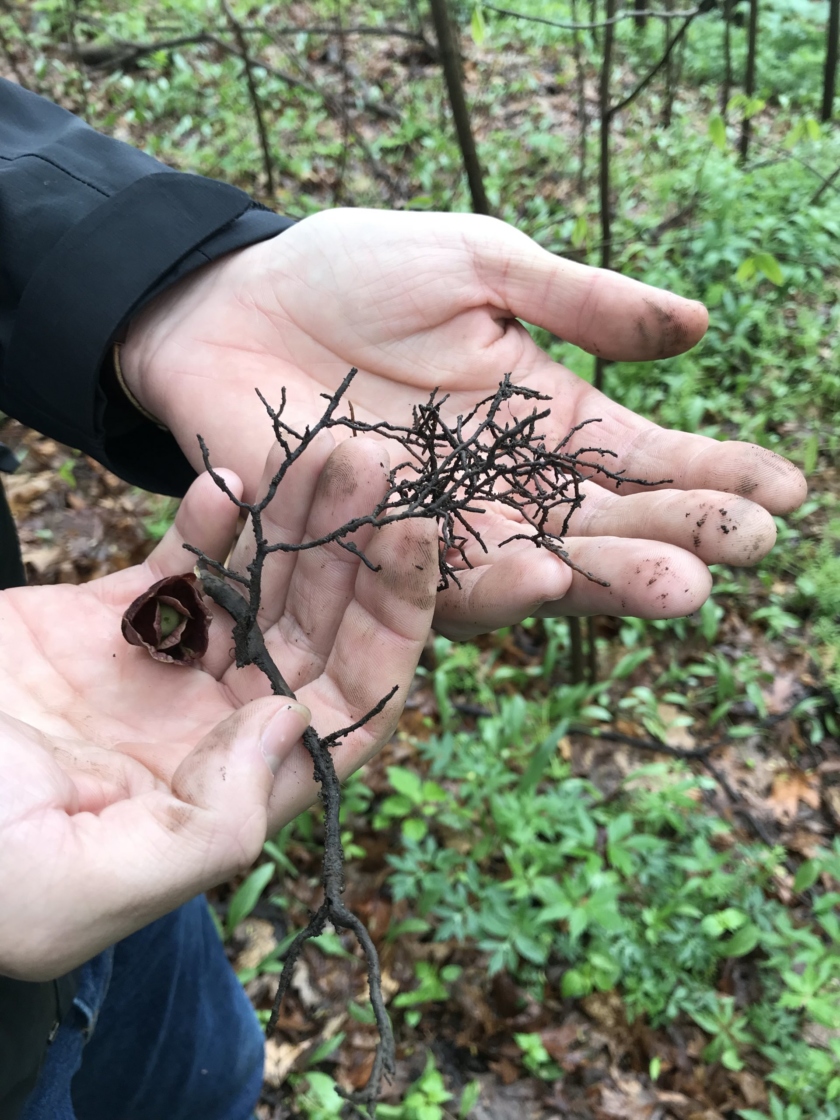 The Morton Arboretum