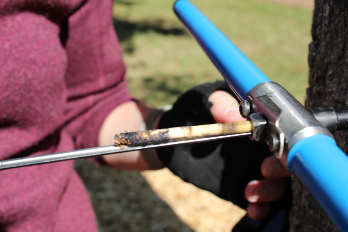 Staff taking a sample of a tree core