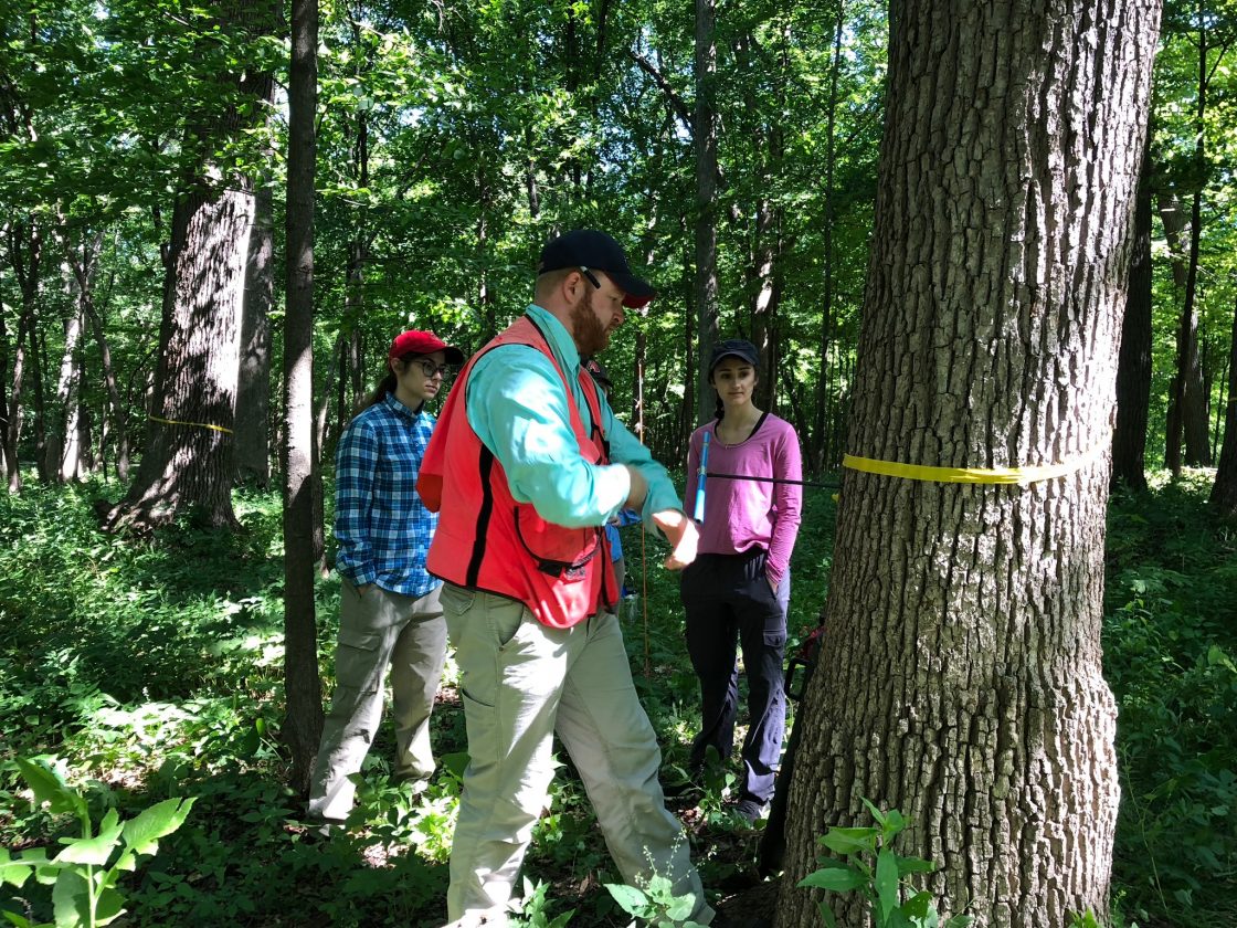 Staff preparing to take a tree core sample