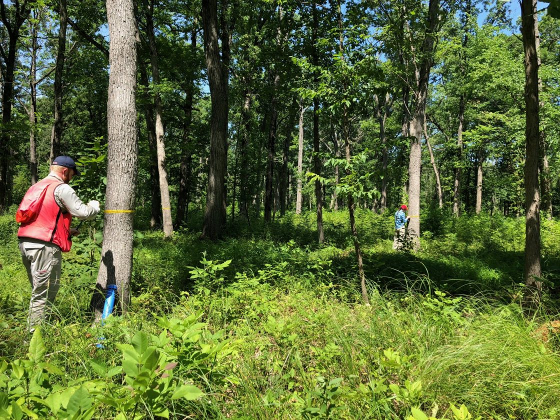 Staff measuring trees for research