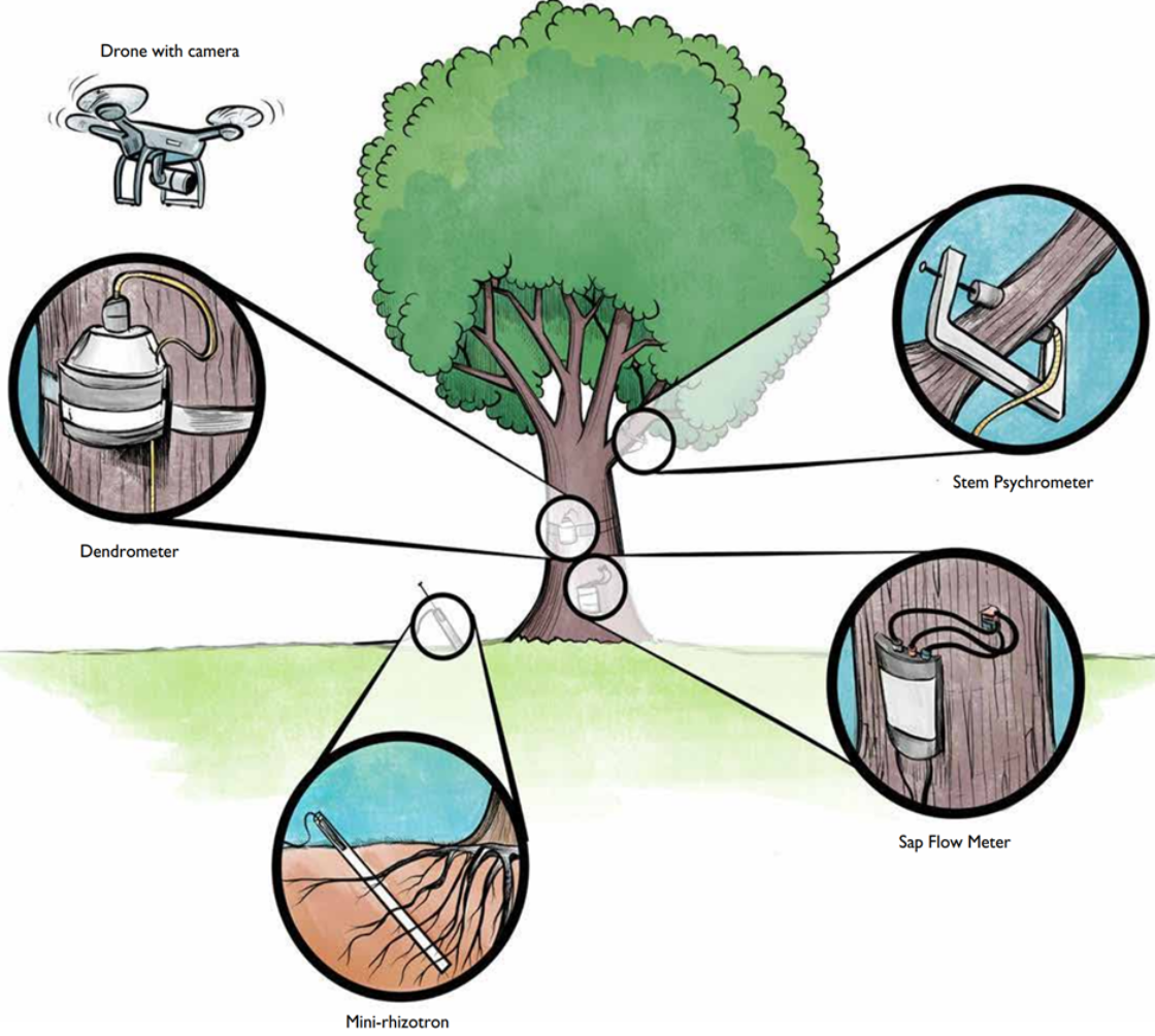 Illustrated diagram of tree observatory
