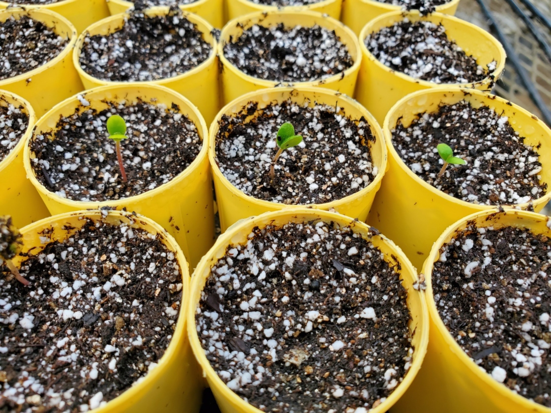 Elm hybrid seedlings in pots