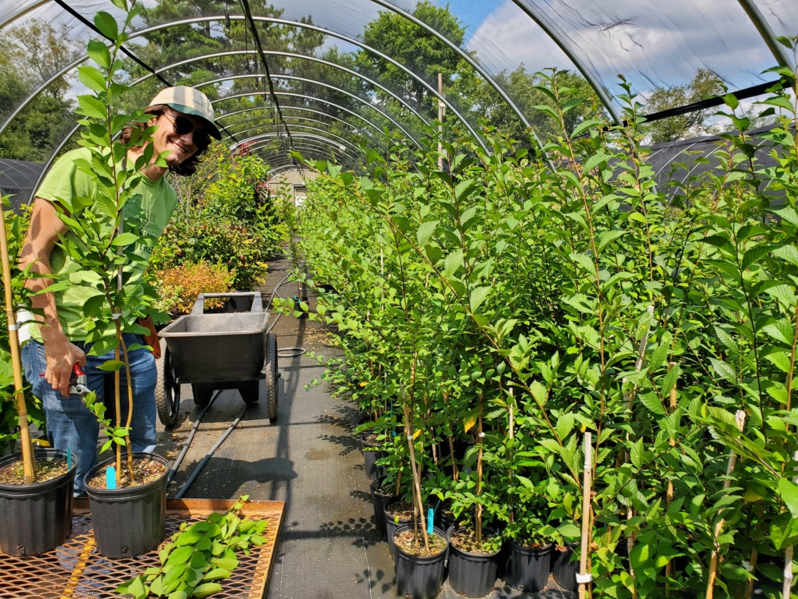 Elm hybrids growing in hoop house