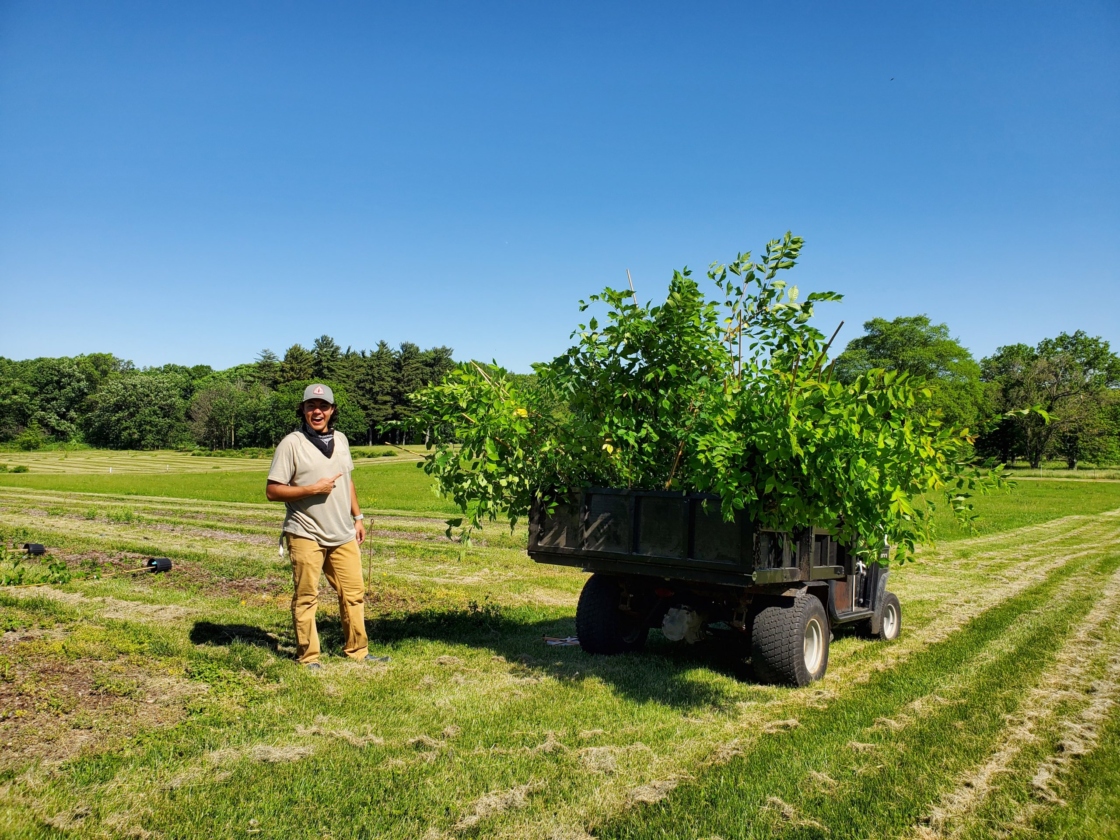 Elm hybrids being transported for planting