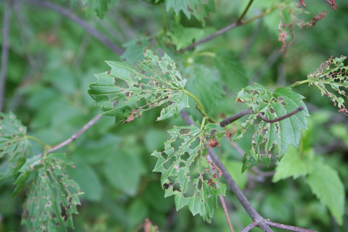 Leaves that have been chewed through by the Viburnum Leaf Beetle.