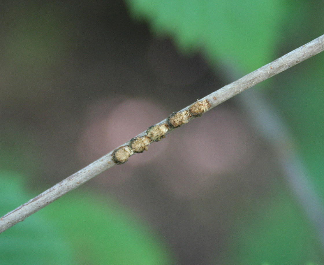 Viburnum Leaf Beetle egg-laying sites on a twig.