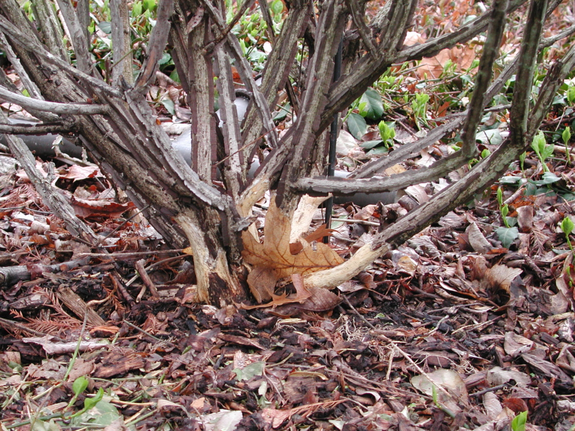 Vole damage on the lower branches of a shrub.