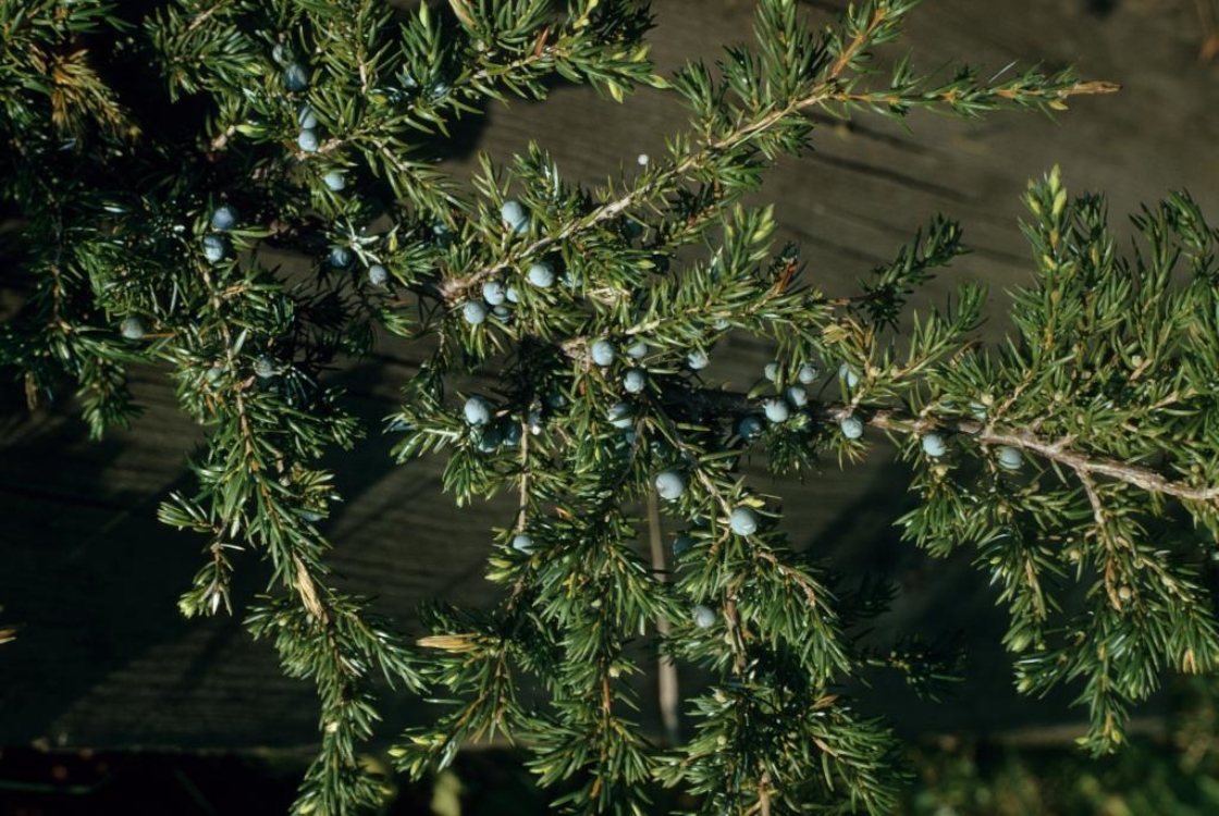 Closeup of Juniperus communis var. depressa (Common juniper)