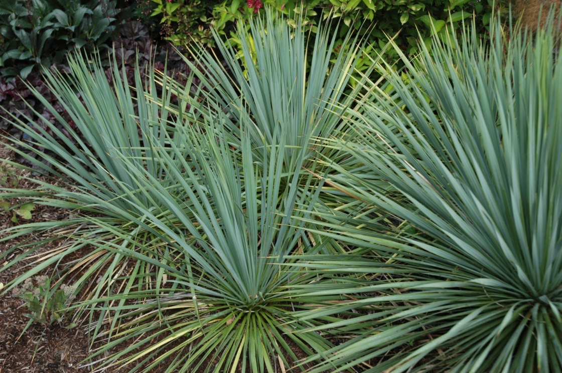 Yucca | The Morton Arboretum