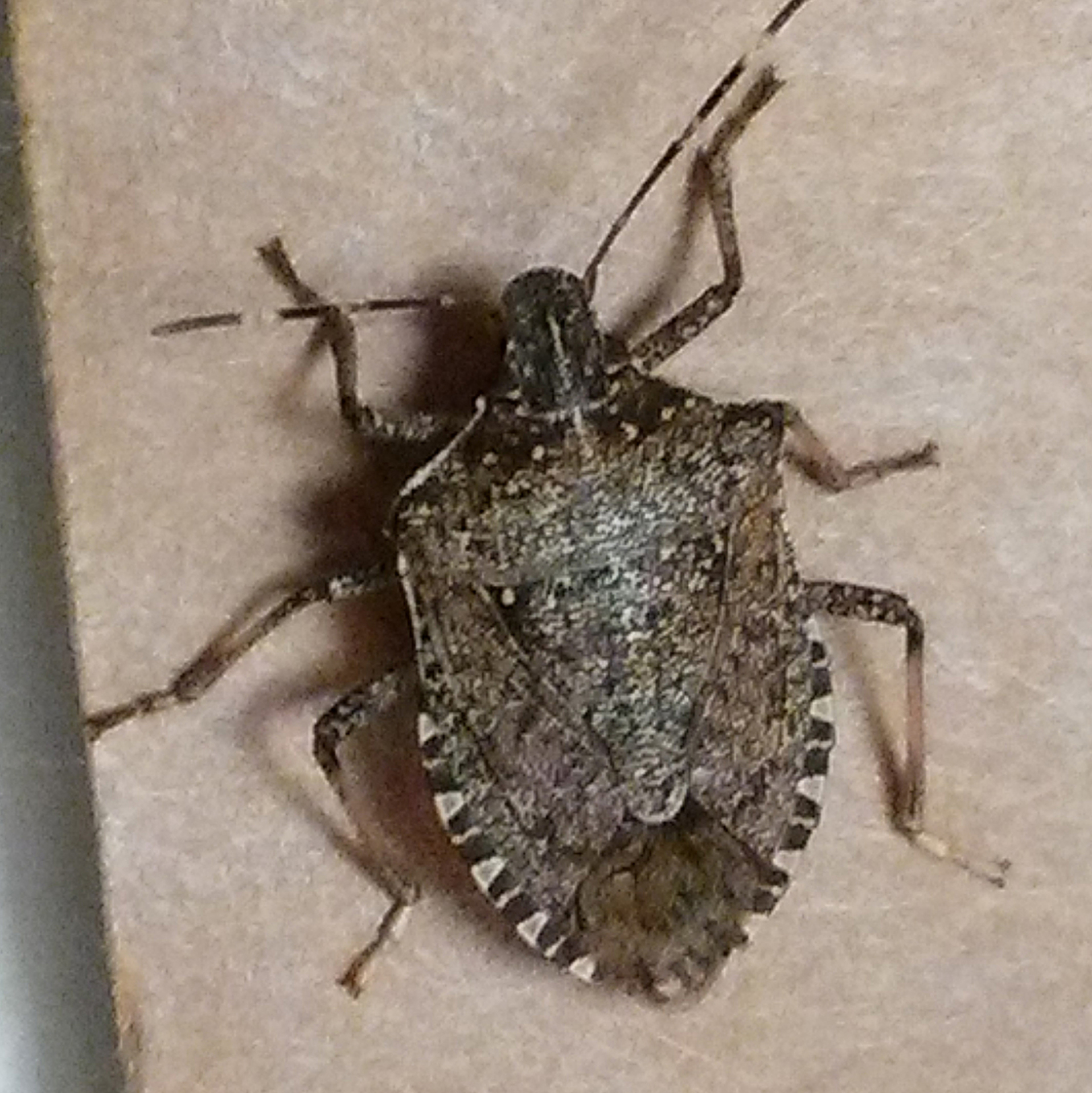 The Return of the Brown Marmorated Stink Bug