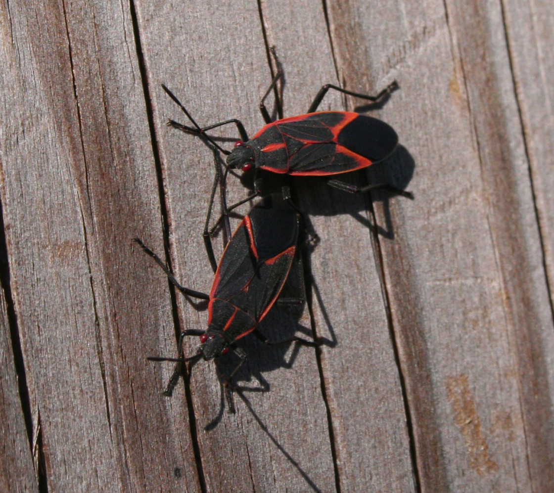 Two adult boxelder bugs.