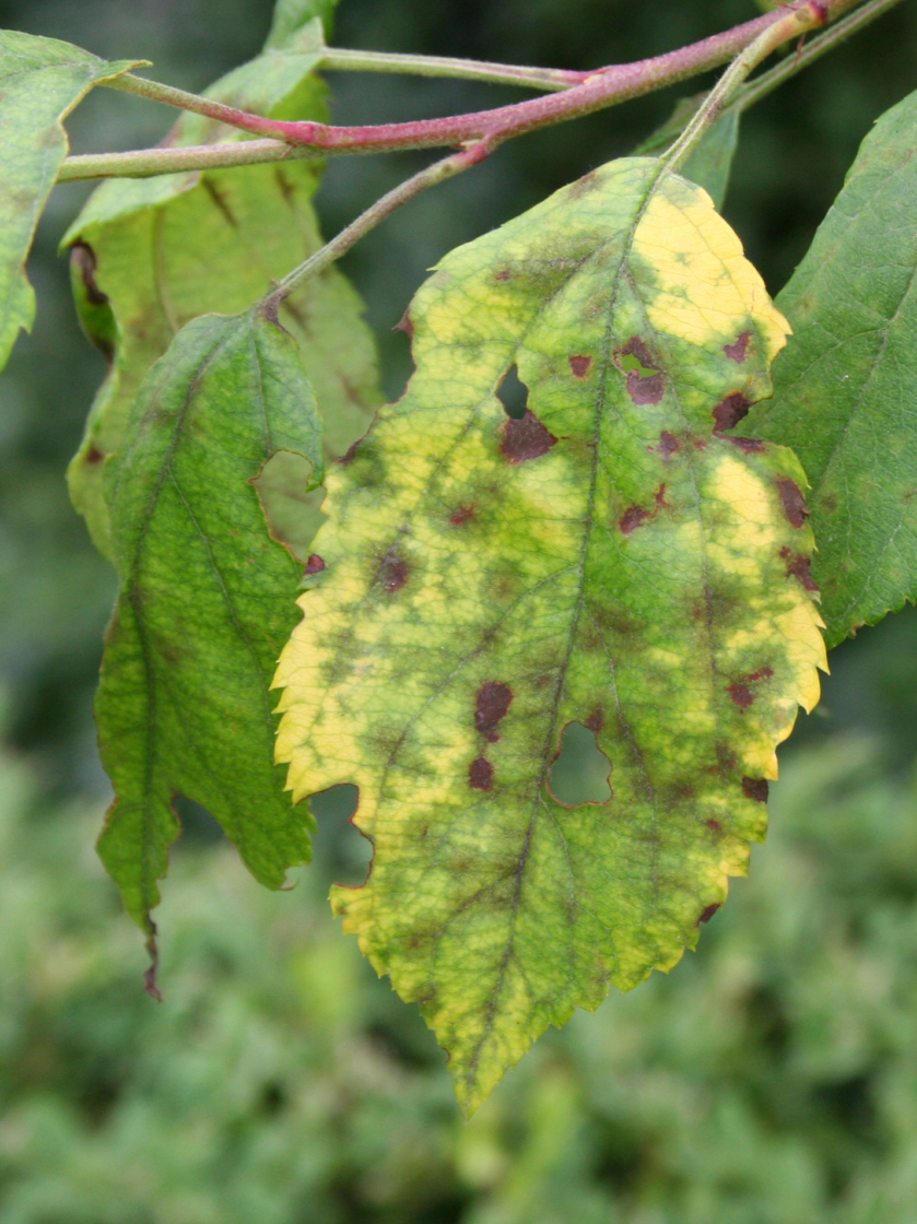 Red Spots On Crab Apple Tree Leaves at Patricia Tunstall blog