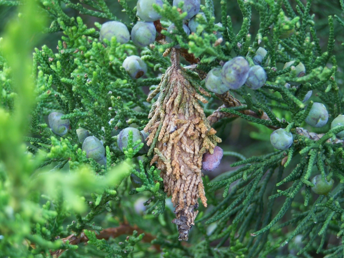 Bagworm attached to the branch of a conifer.