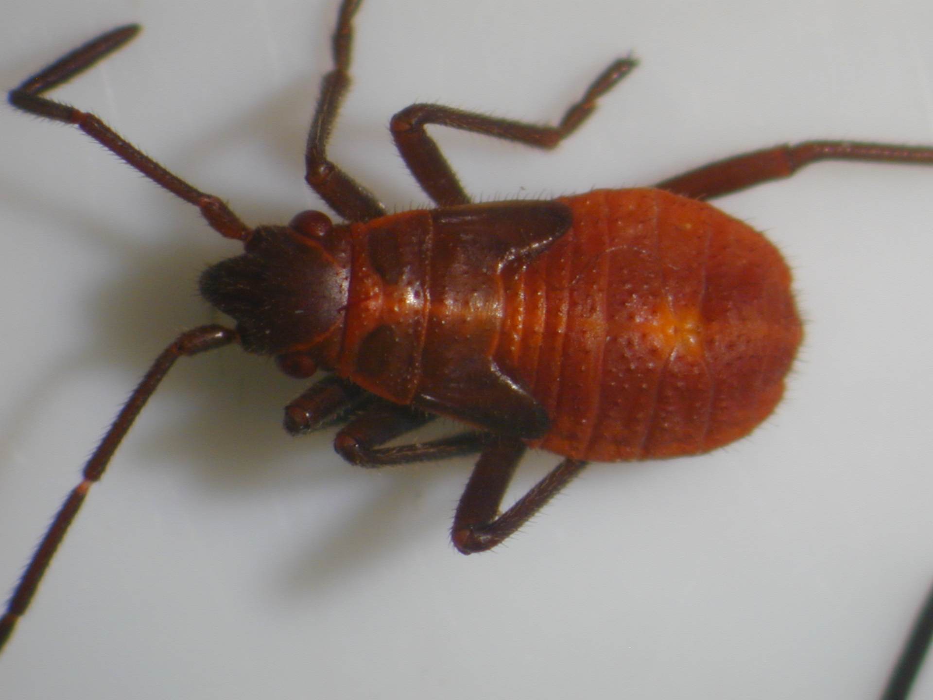 Boxelder bugs The Morton Arboretum