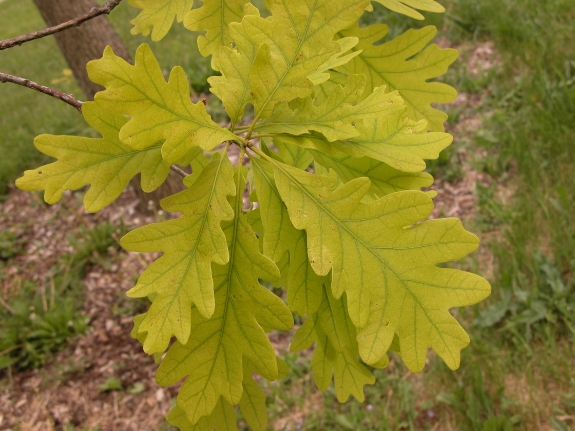 Photograph of Chlorosis symptoms on a young white oak tree