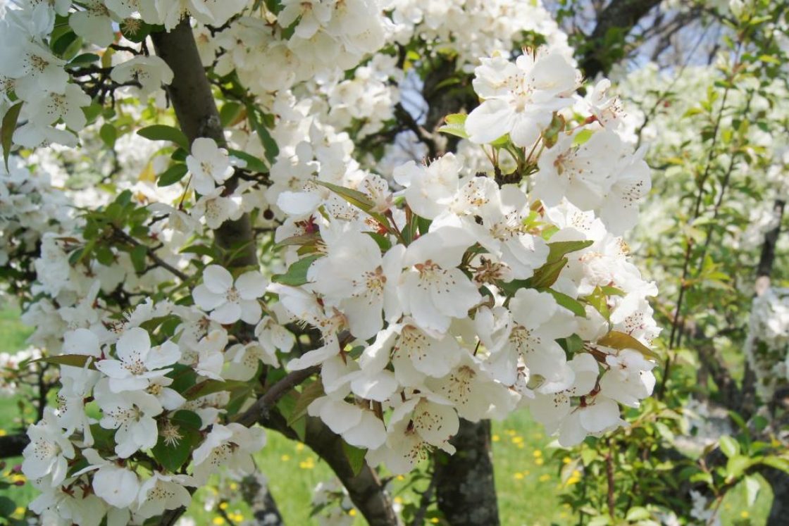 Conservation Value in Four Genera at The Morton Arboretum | The Morton ...