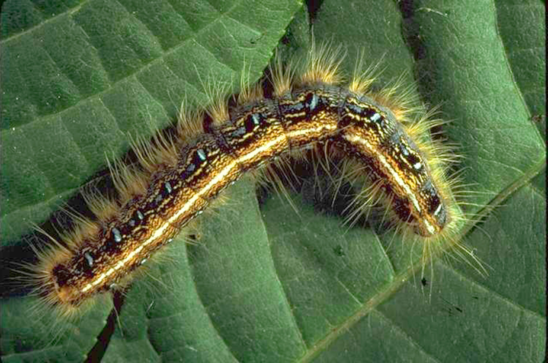 Tent Or Web Making Caterpillars The Morton Arboretum