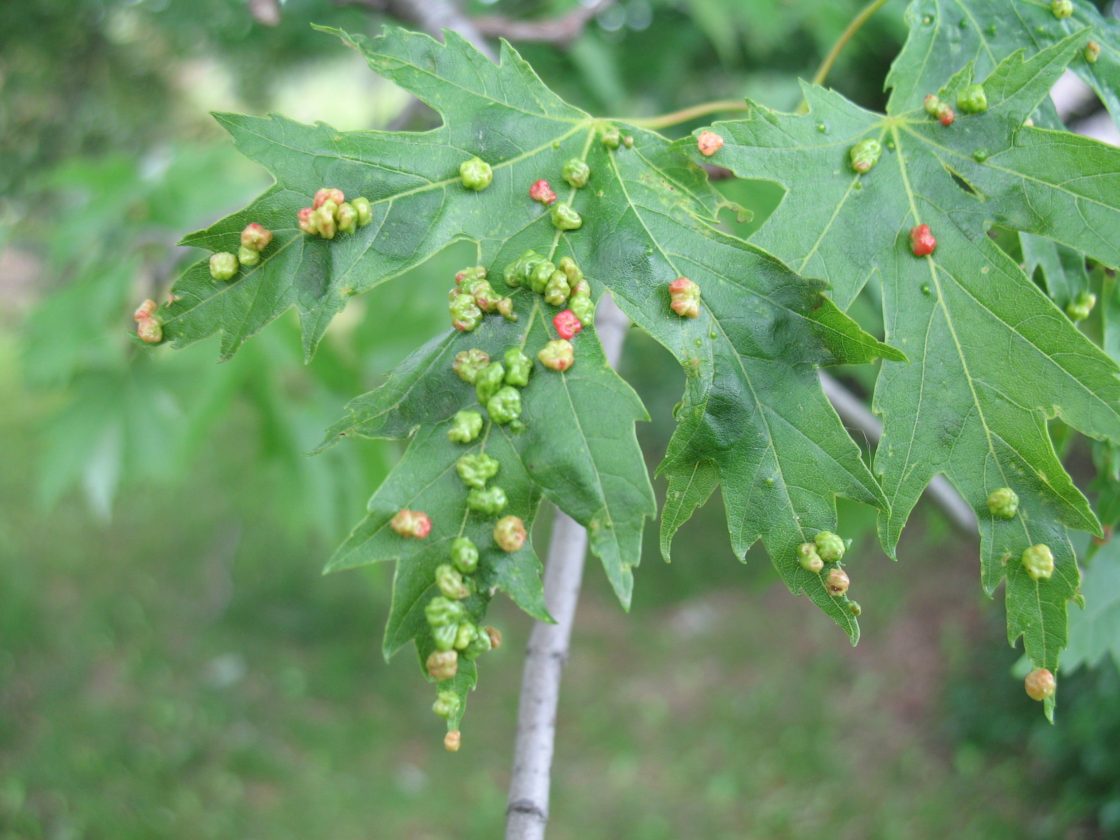 Galls on a silver maple