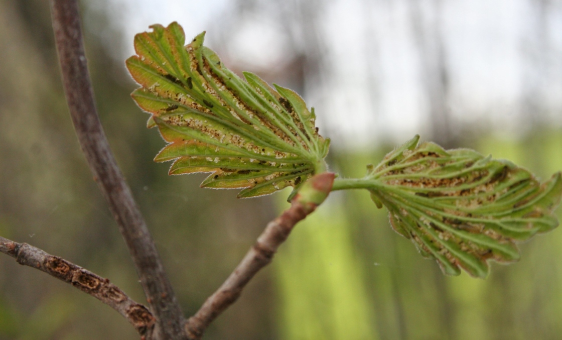 Tiny, early stage viburnum leaf beetle larvae feeding on partially opened leaf in the spring.