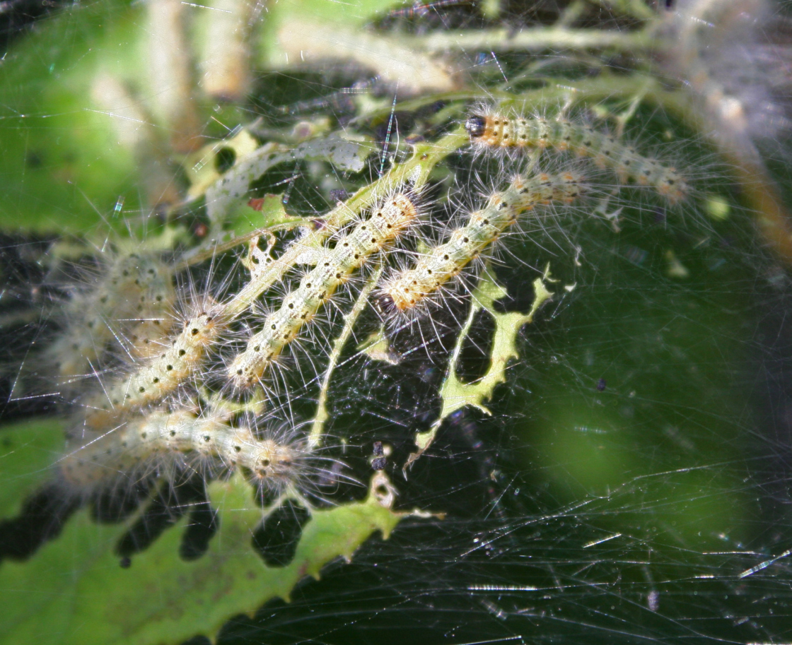 Web Making Caterpillars