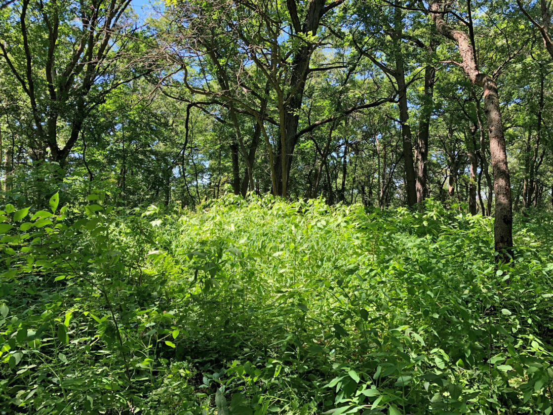Living collections at The Morton Arboretum