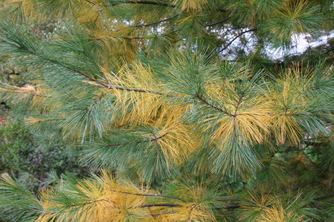 Needles on White Pine Trees Turning Yellow - The Mill - Bel Air