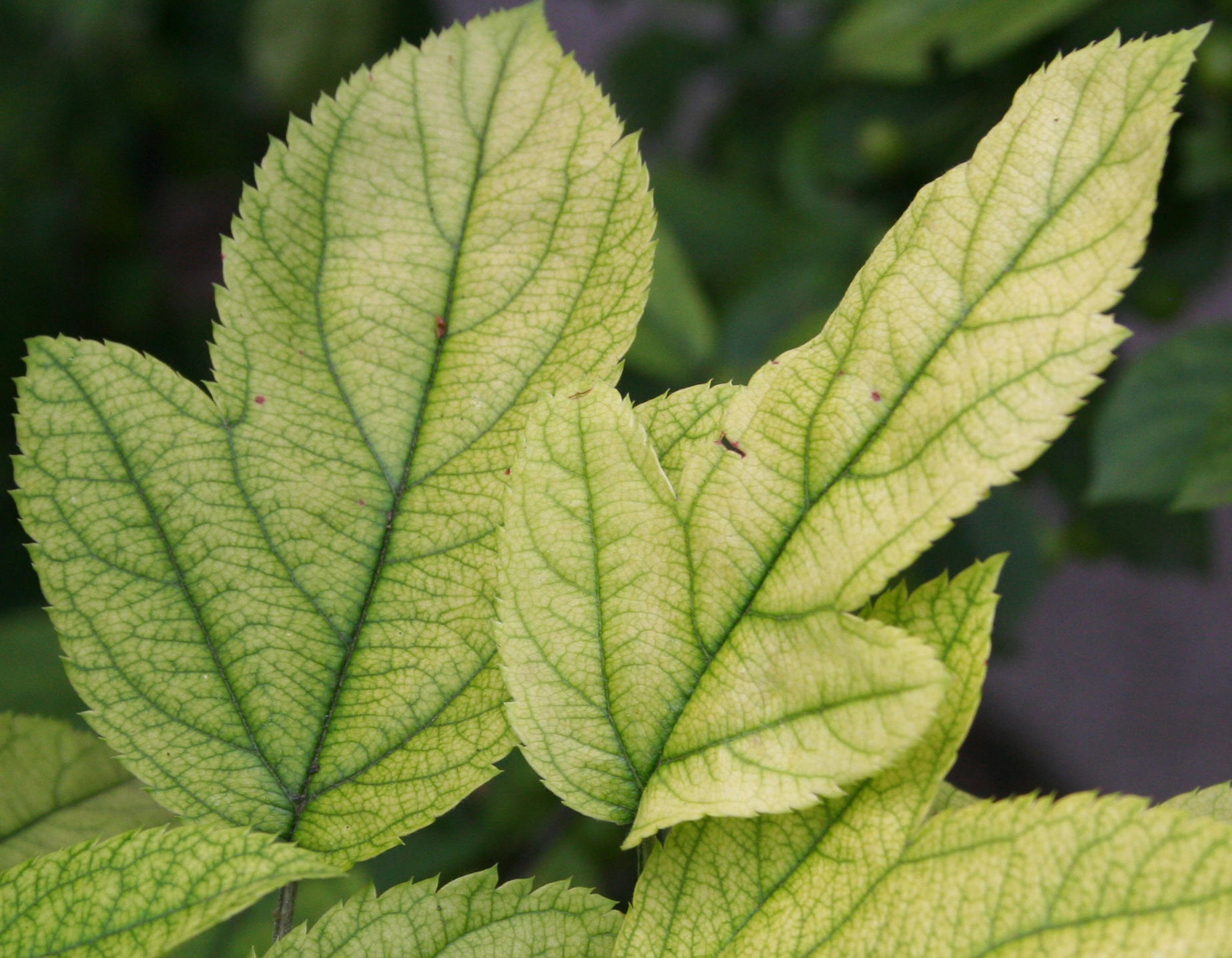 Severe chlorosis on leaves