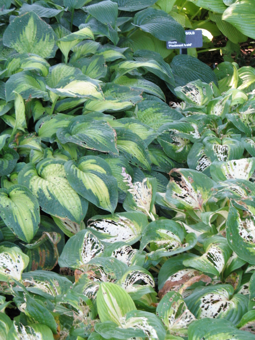 Slug damage on a hosta.