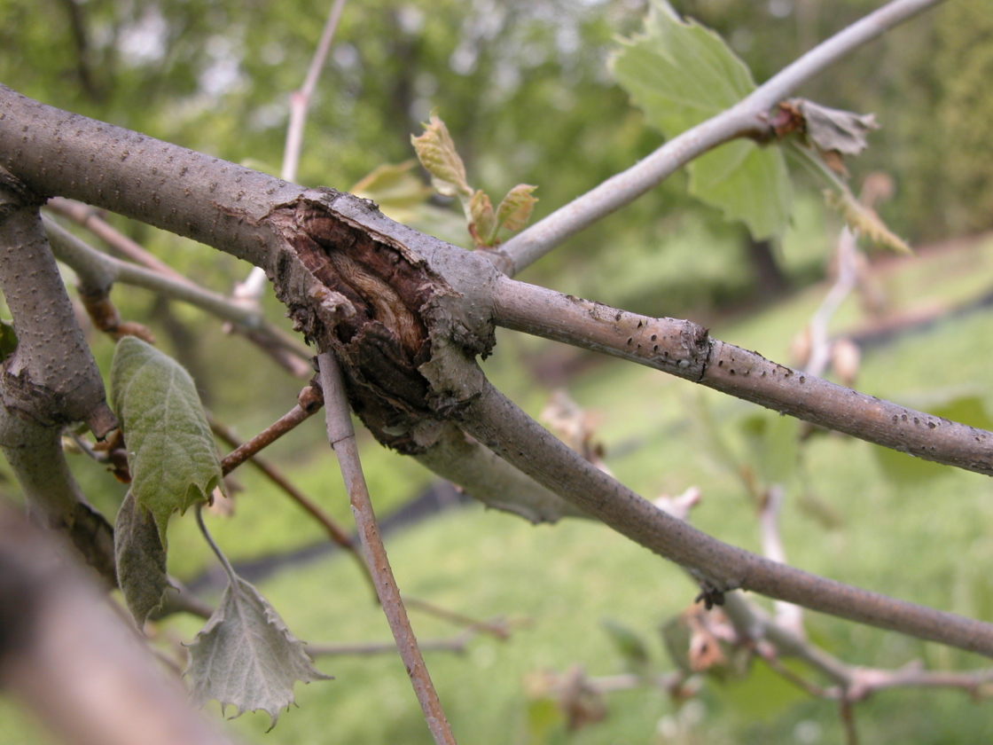 Anthracnose on a sycamore