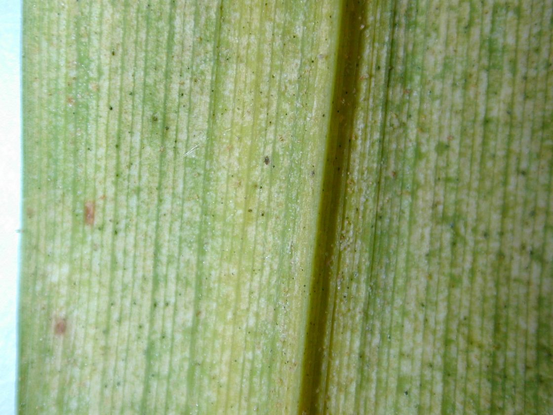 Spotted spider mites