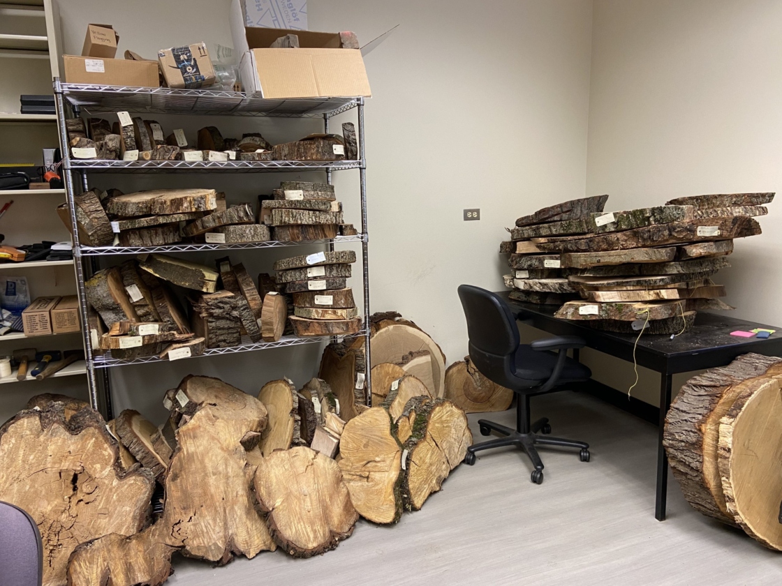 Collection of samples of tree wood