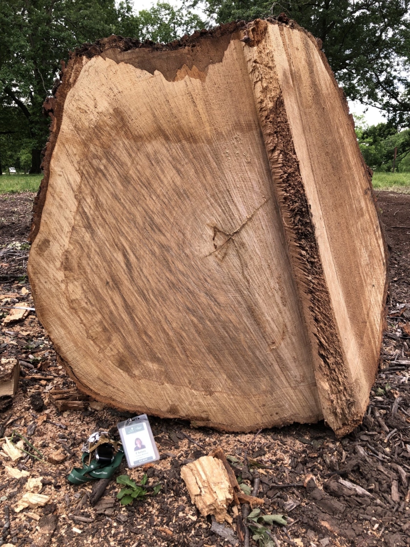 Sample of tree wood cut to show tree rings