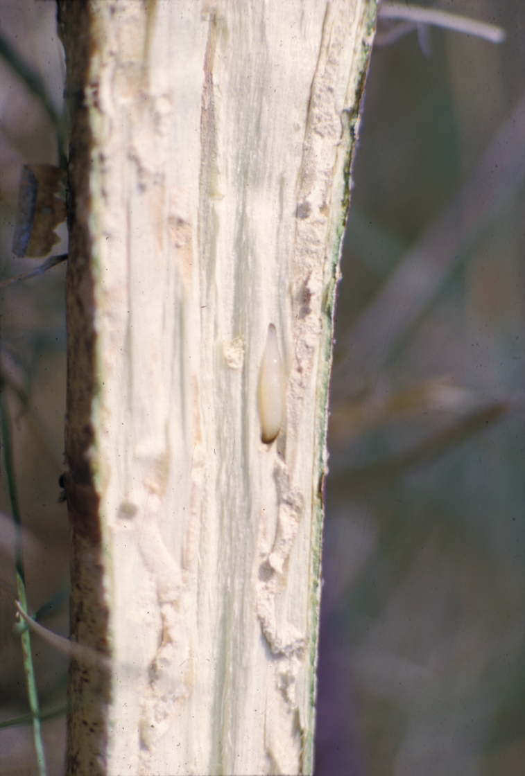 Bronze Birch Borer The Morton Arboretum