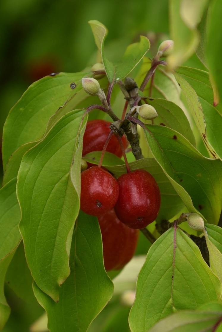 Cornus officinalis (Japanese Cornel), fruit, mature