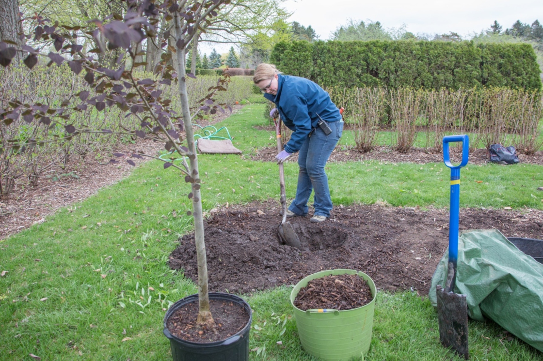 How to Plant Trees Step by Step The Morton Arboretum