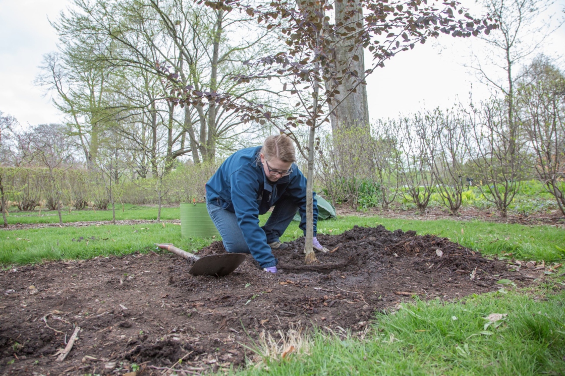 Backfilling the hole of a tree planting.