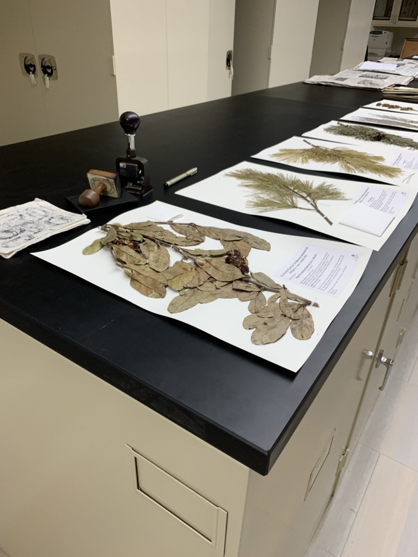 Herbarium specimens being accessioned