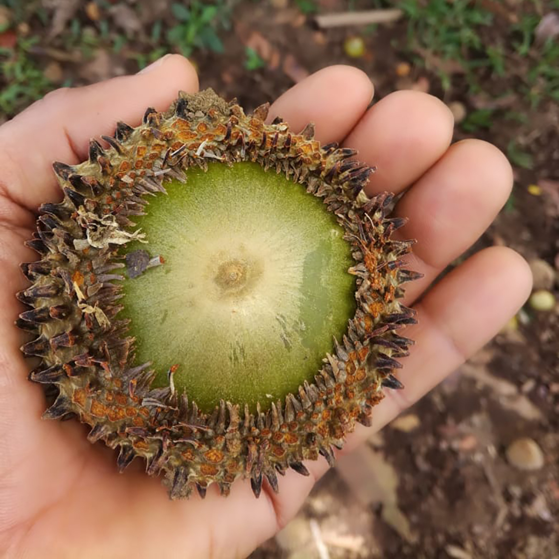 Quercus insignis acorn the size of someones hand