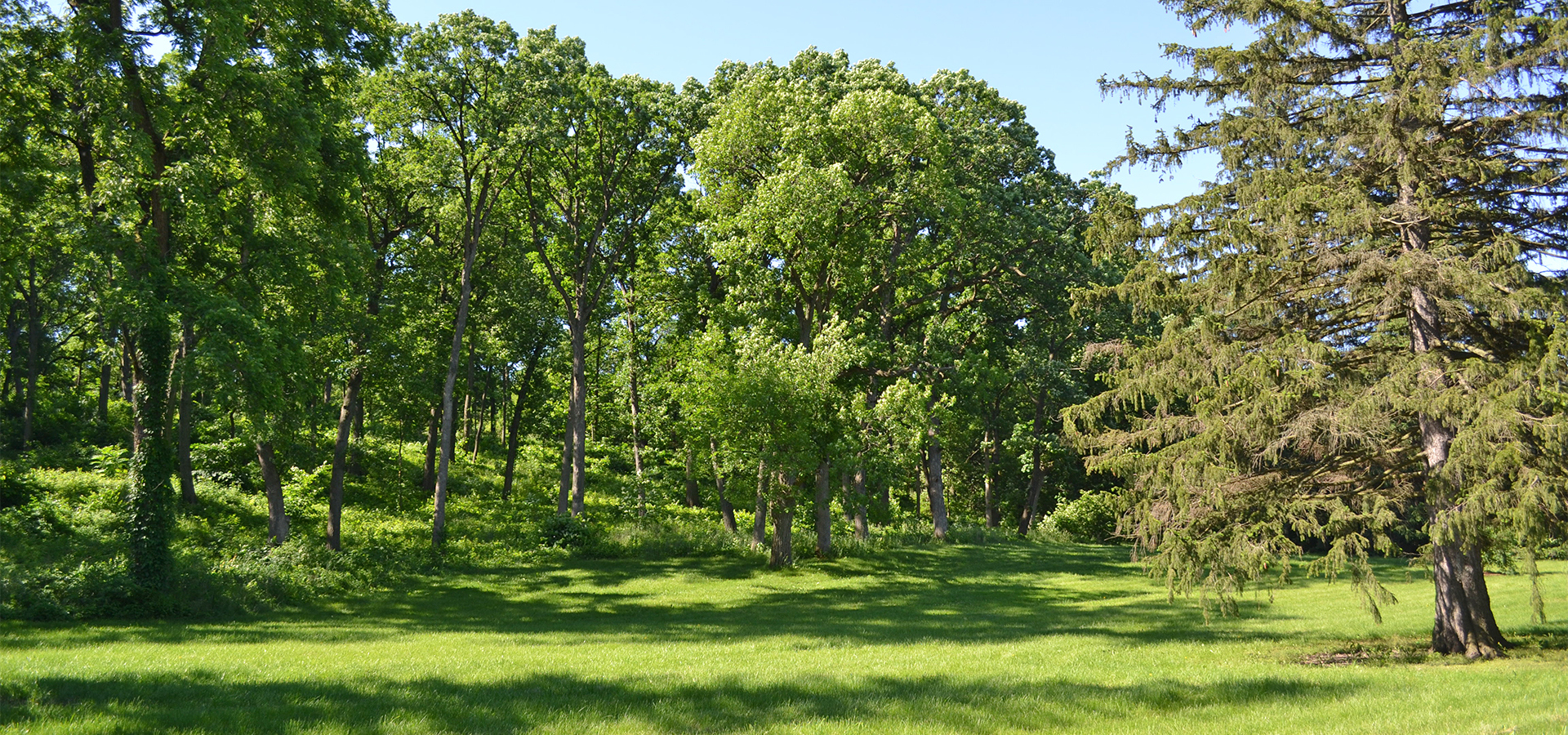 North American Collections The Morton Arboretum