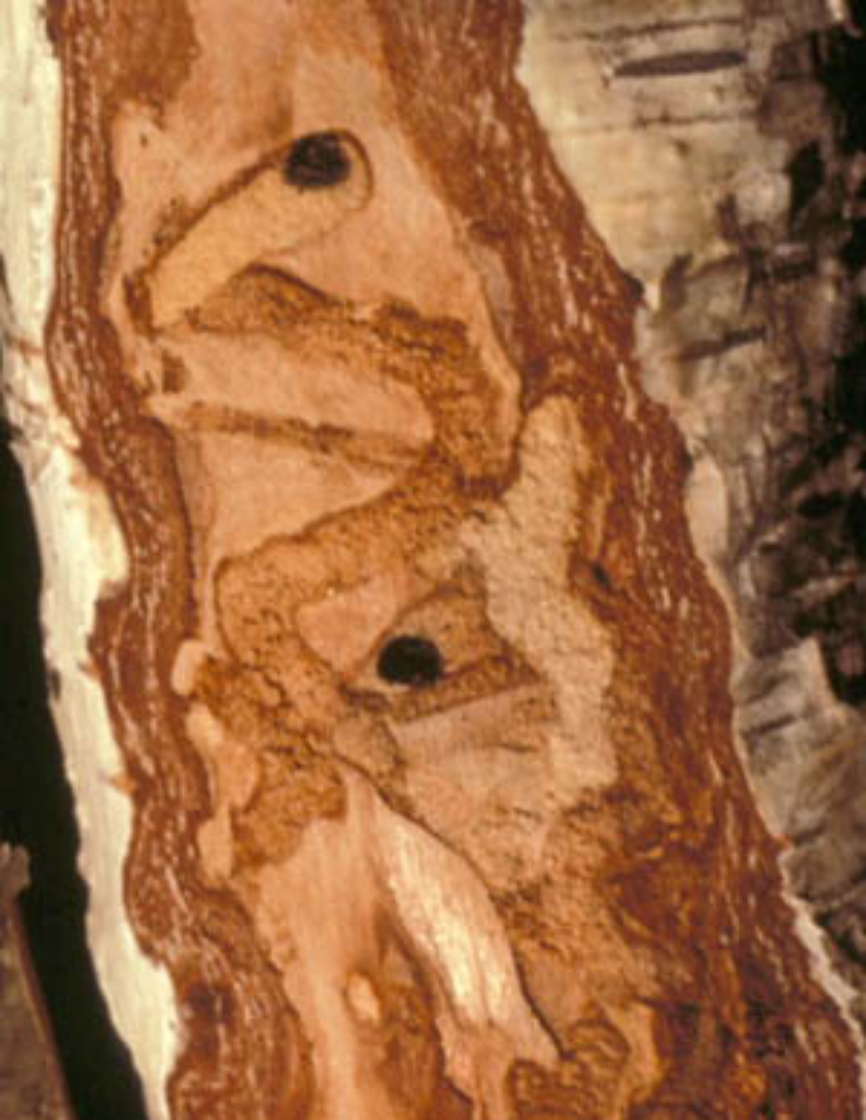 Larval damage to a birch tree.