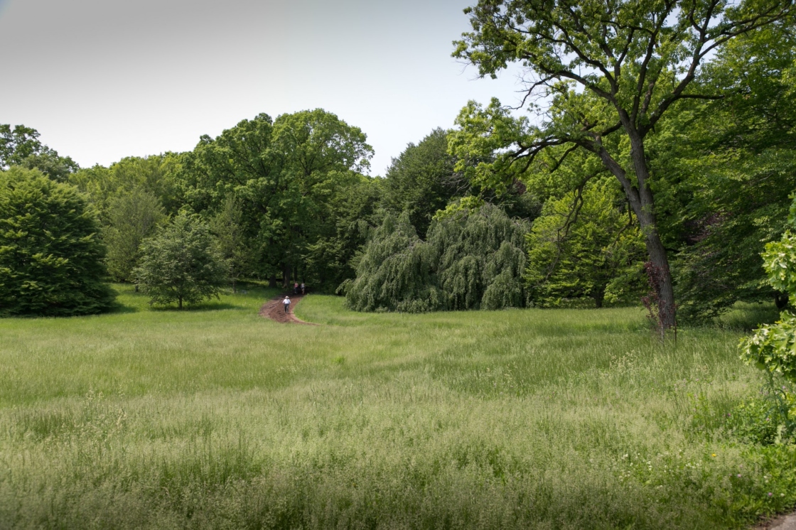 Guest walks through beech collection in summer