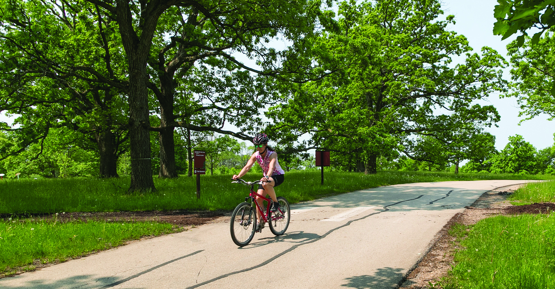 Woman biking in the oak collection in summer