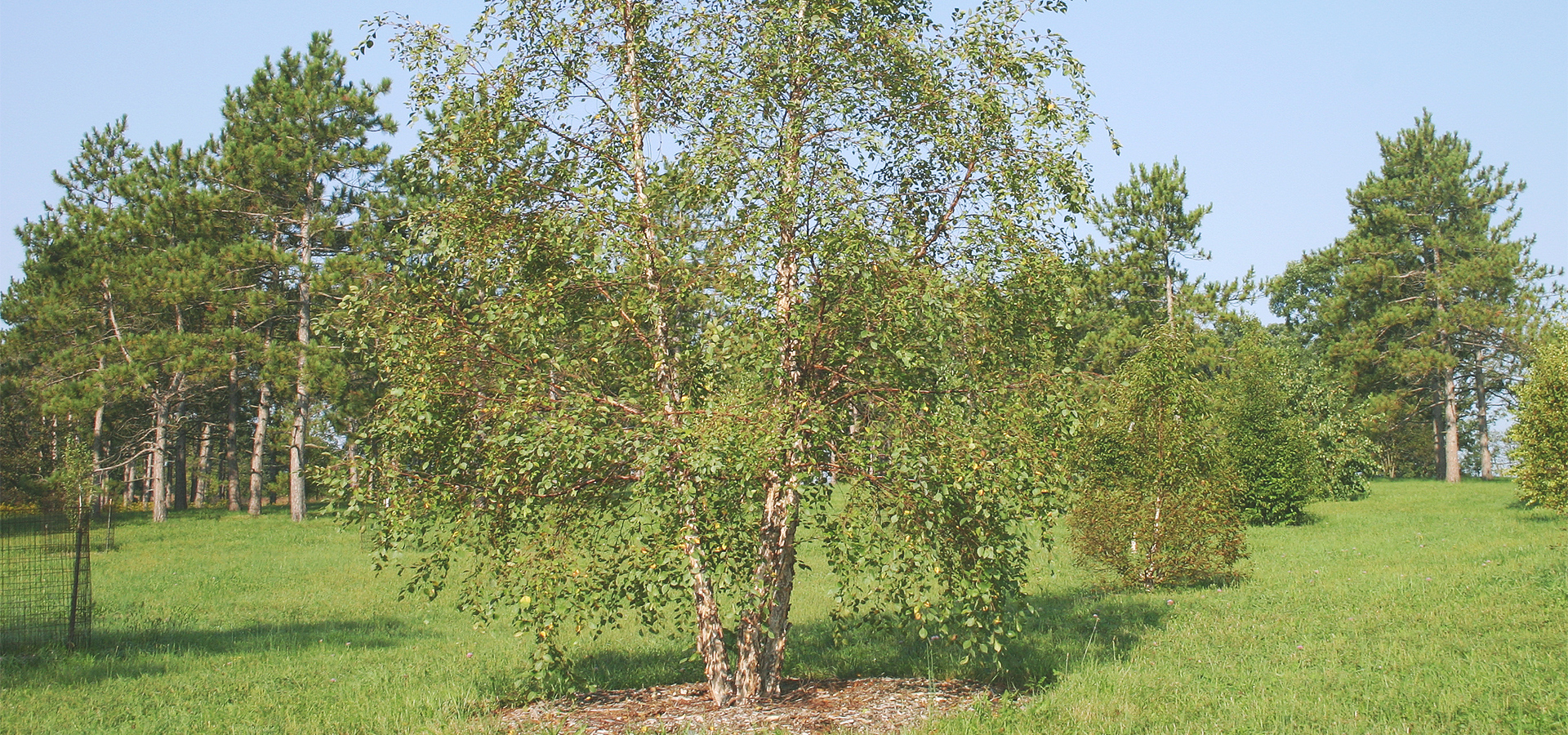 Birch collection in the spring